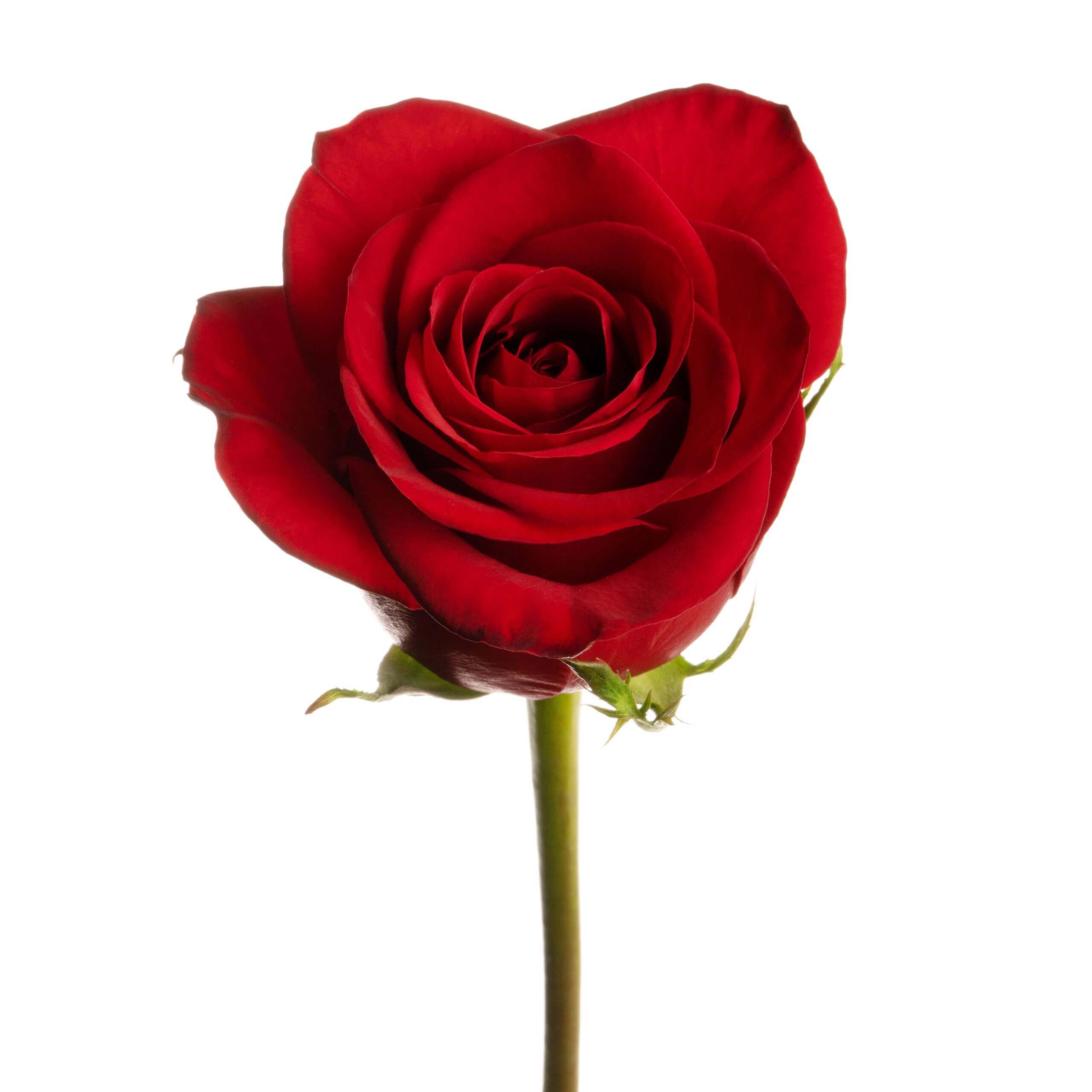 Roses – Skyline Flowers