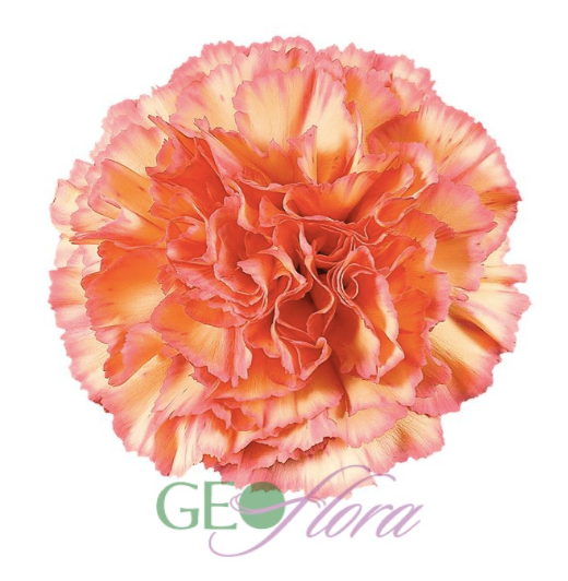 Carnations – Skyline Flowers