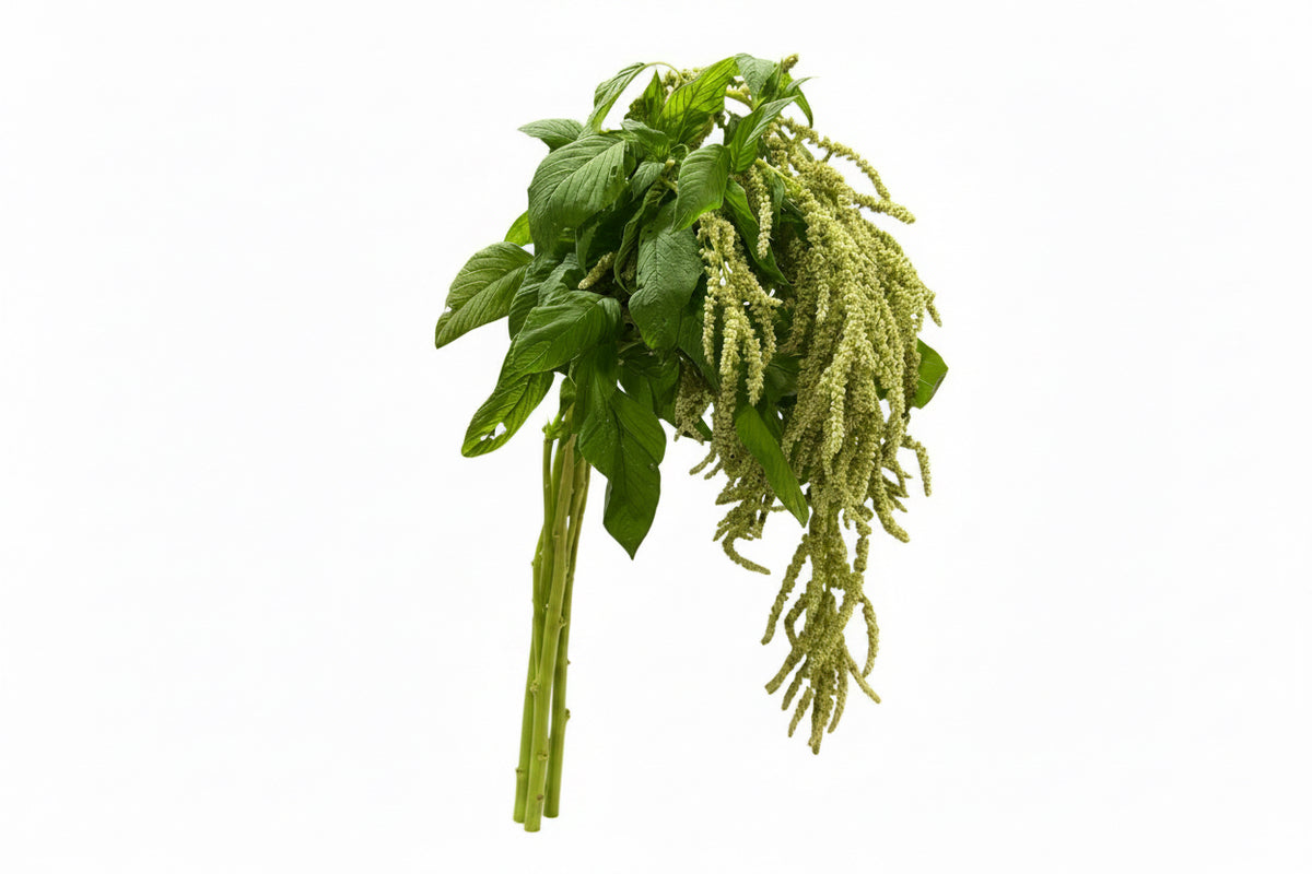 Amaranthus Green Hanging