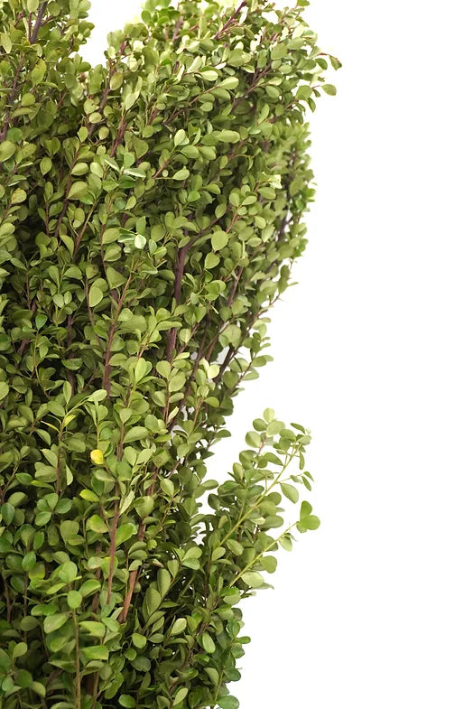 African Boxwood