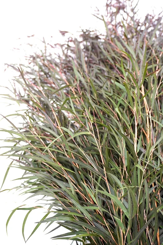 Agonis - 10 stem bunch