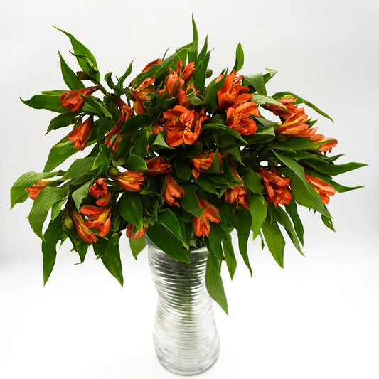 Alstroemeria Orange 10 stem bunch