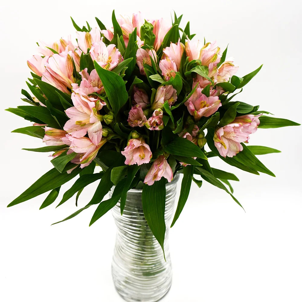 Alstroemeria Pink - 10 stem bunch