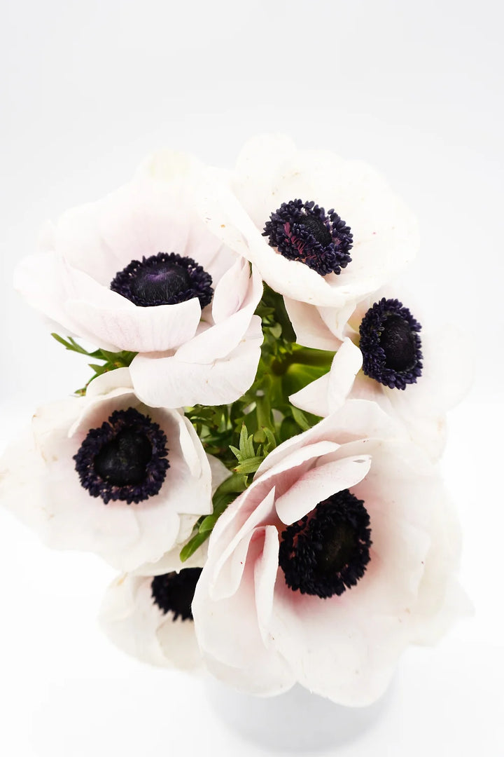 Anemones White Panda - 10 stem bunch