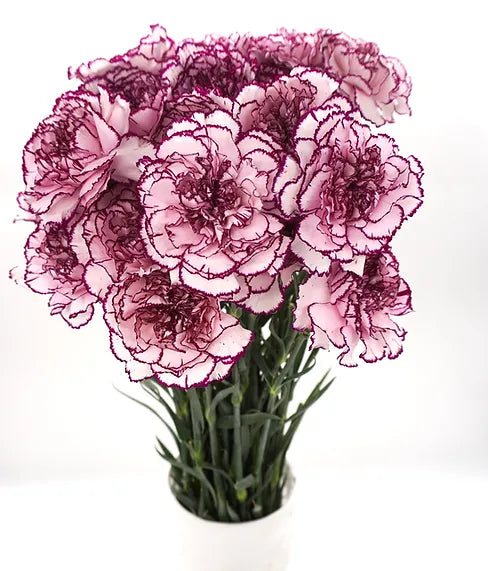Antique Carnation Purple - 25 stem bunch