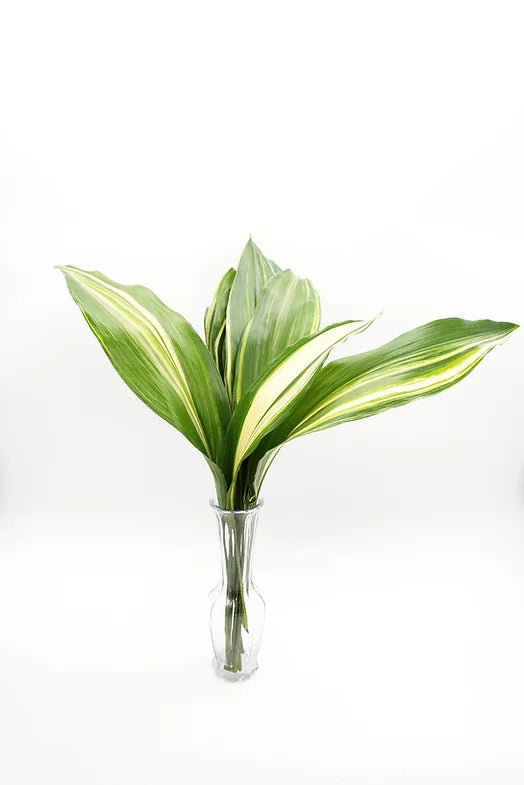 Aspidistra Variegated - 10 stem bunch