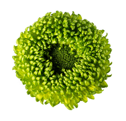 Ball Mum Green - 10 stem bunch
