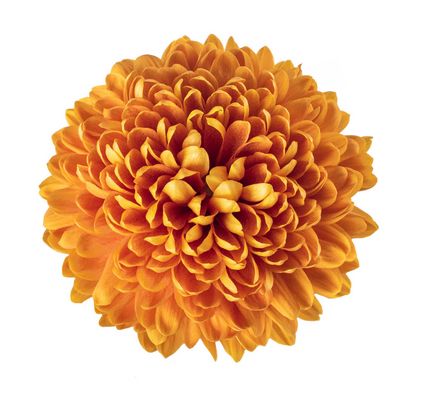 Ball Mum Orange - 10 stem bunch