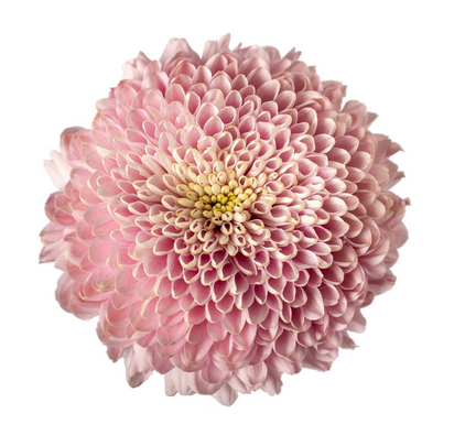 Ball Mum Peachy Pink - 10 stem bunch