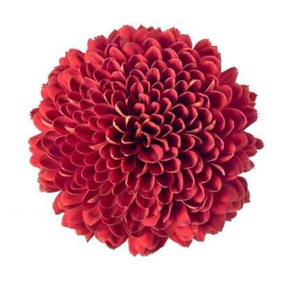 Ball Mum Red - 10 stem bunch