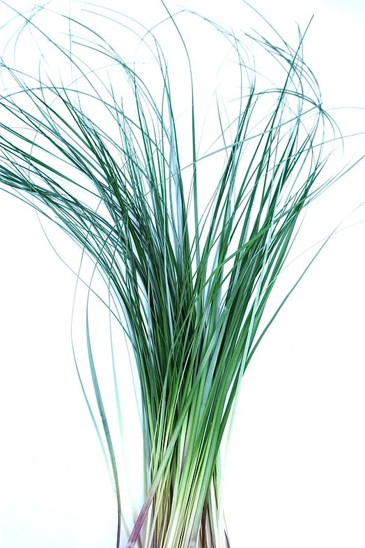 Bear Grass