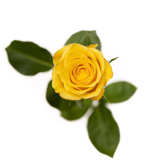 Bikini - 25 stem bunch