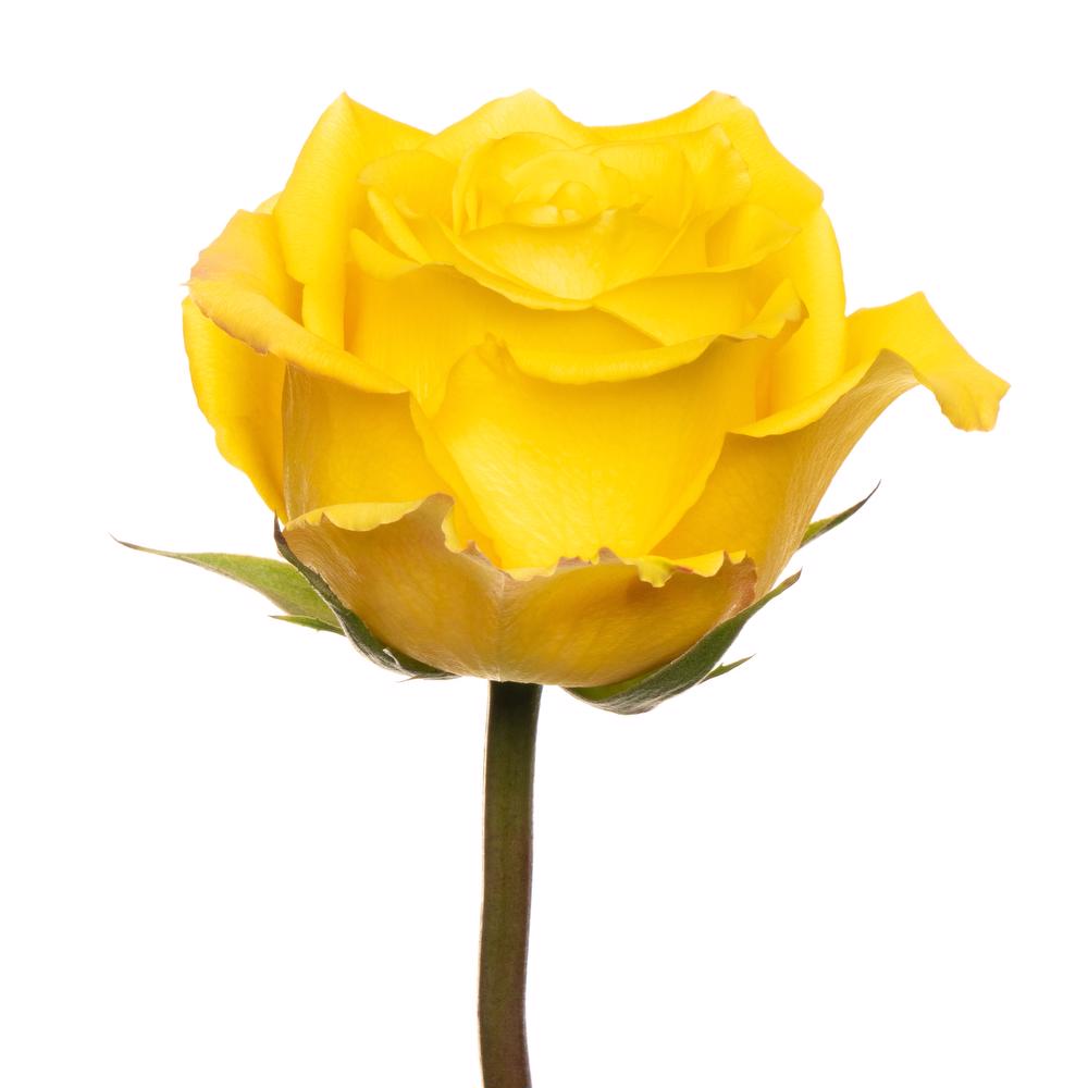 Bikini - 25 stem bunch