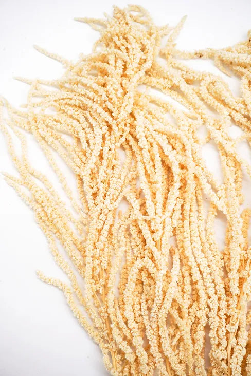 Bleached Amaranthus