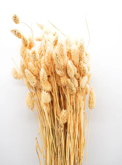 Bleached Phalaris