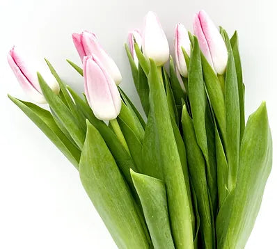Tulips Blush - 10 stem bunch