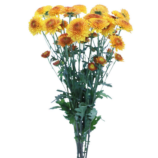 Bronze Button Pom - 7 stem bunch