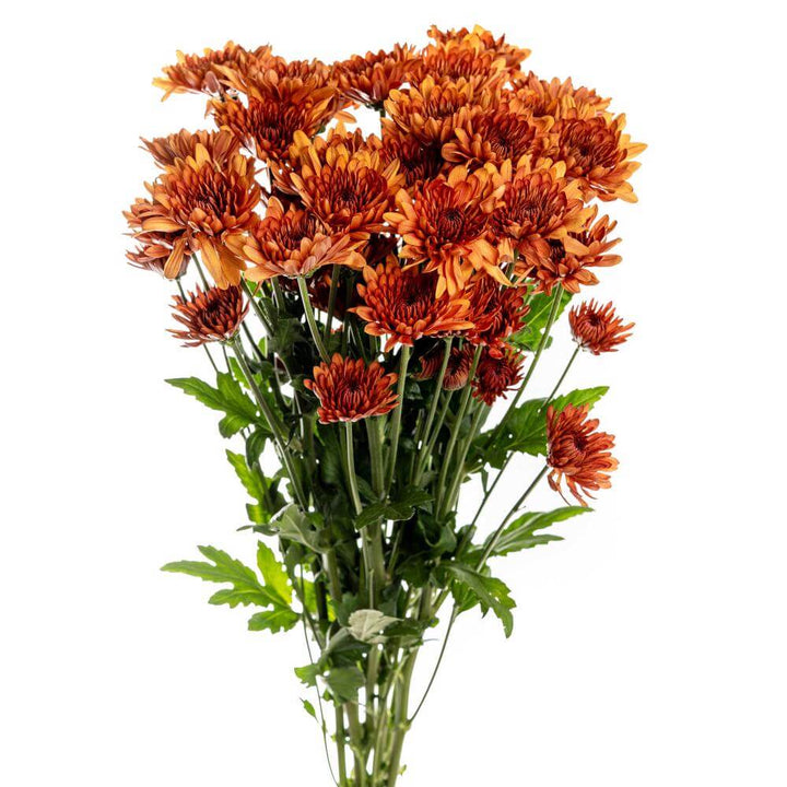Bronze Daisy Pom - 7 stem bunch