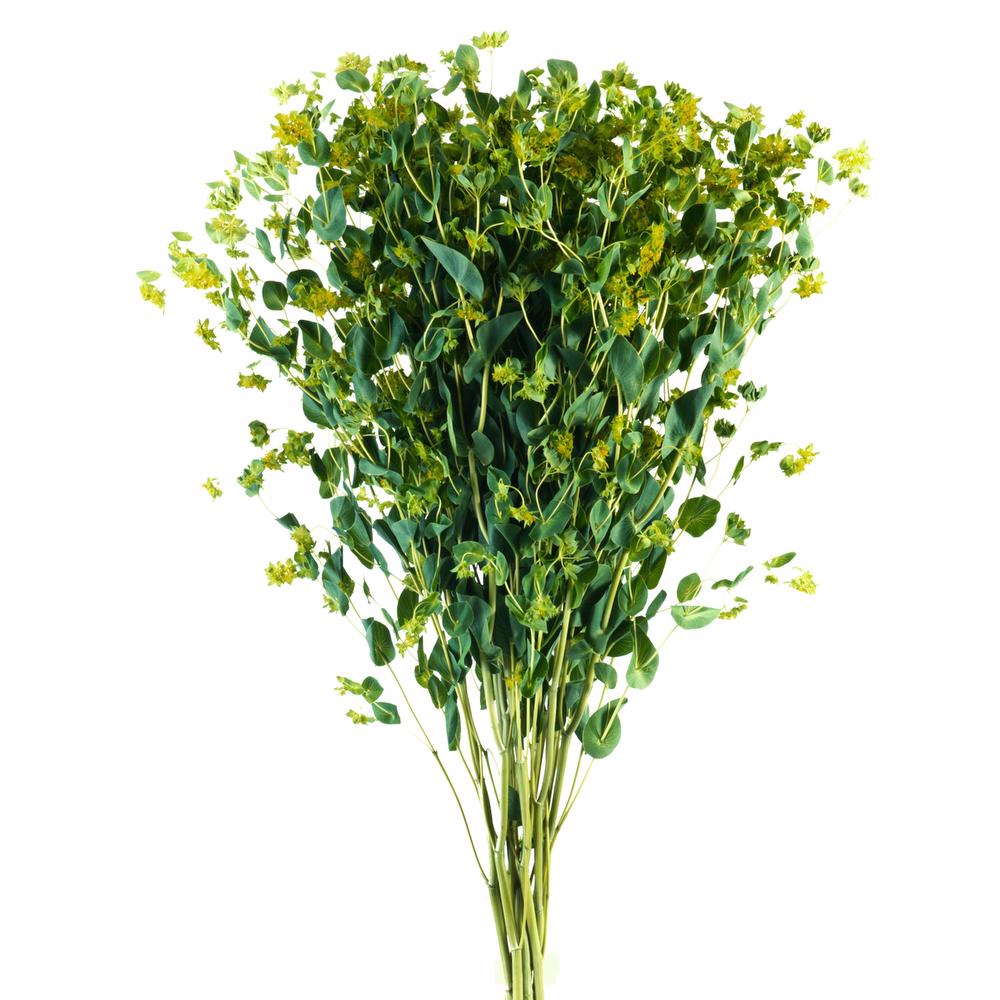 Bupluremn - 10 stem bunch