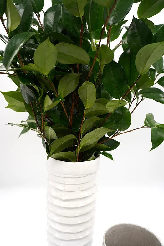 Camelia - 10 stem bunch