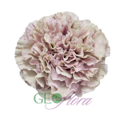 Carnation Earthtone Babylon - 25 stem bunch