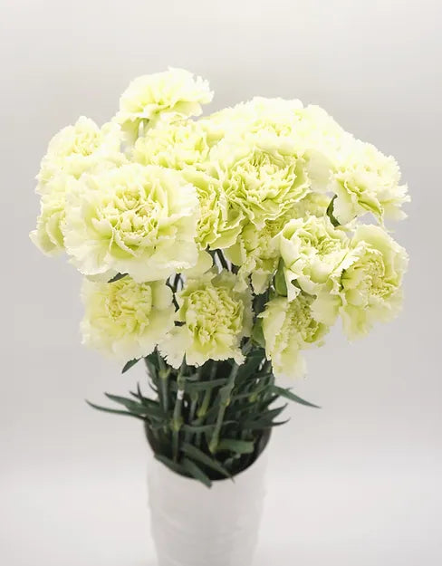 Carnation Green - 25 stem bunch