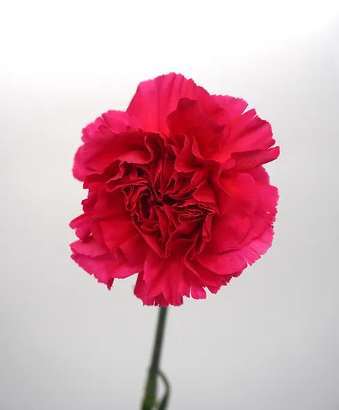 Carnation Hot Pink - 25 stem bunch