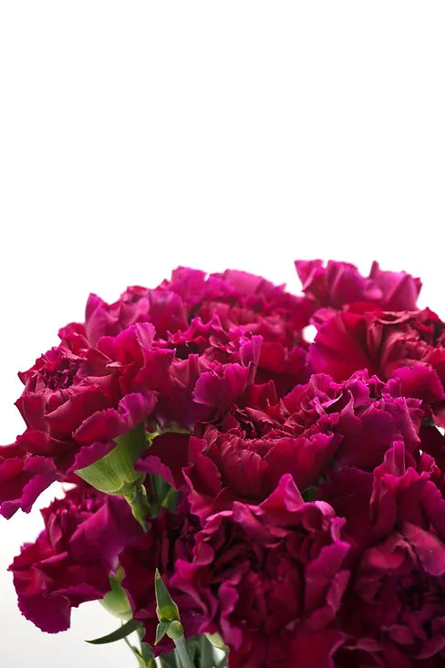 Carnation Magenta - 25 stem bunch