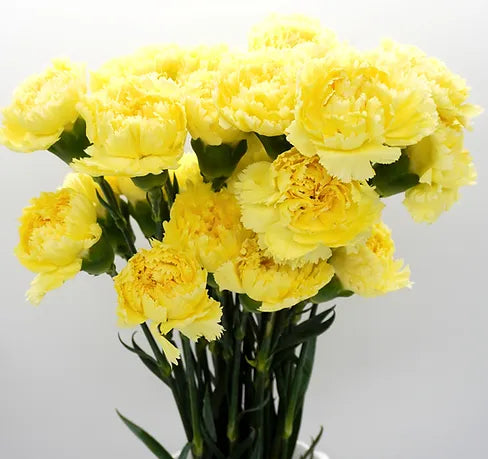 Carnation Yellow - 25 stem bunch