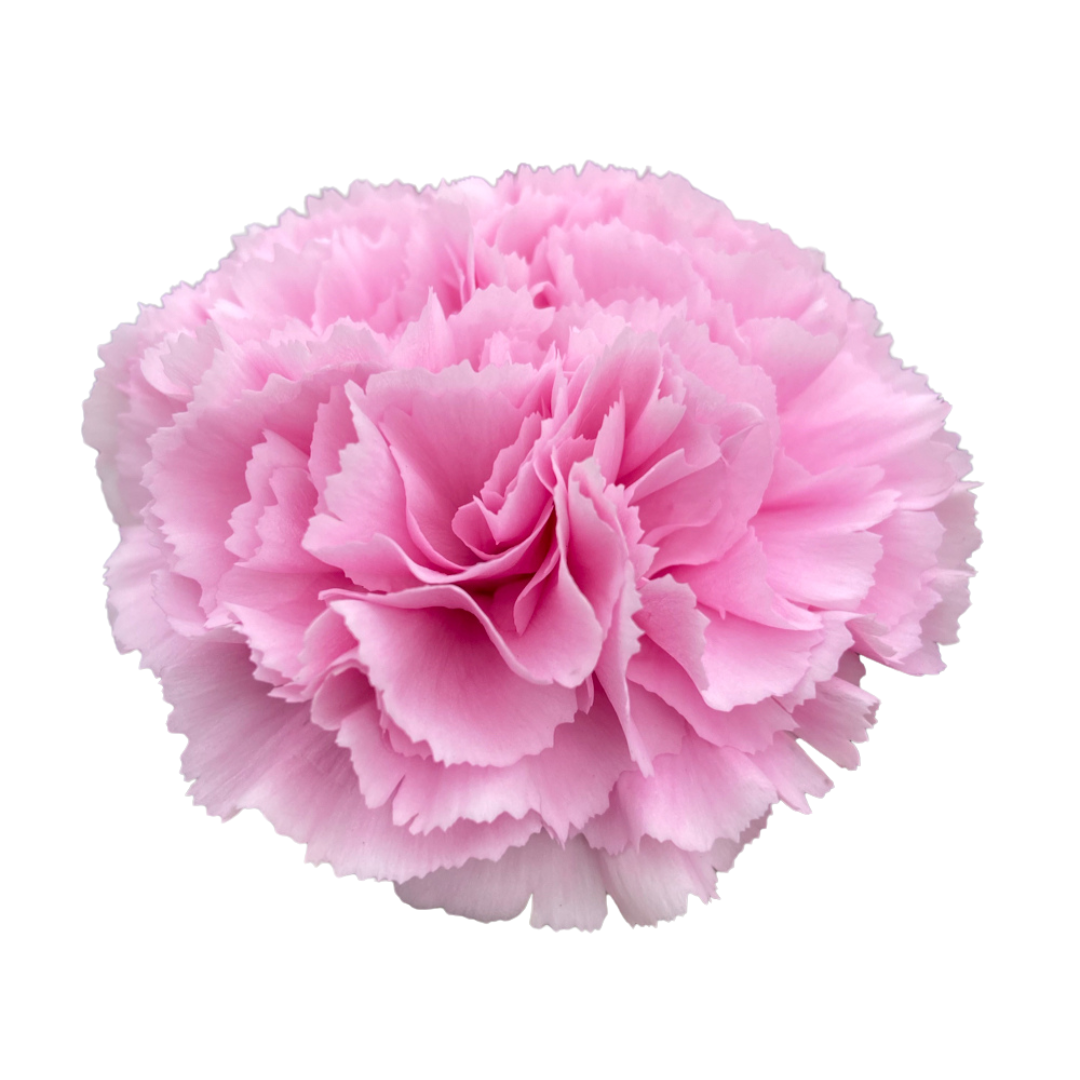 Carnation Lavender - 25 stem bunch