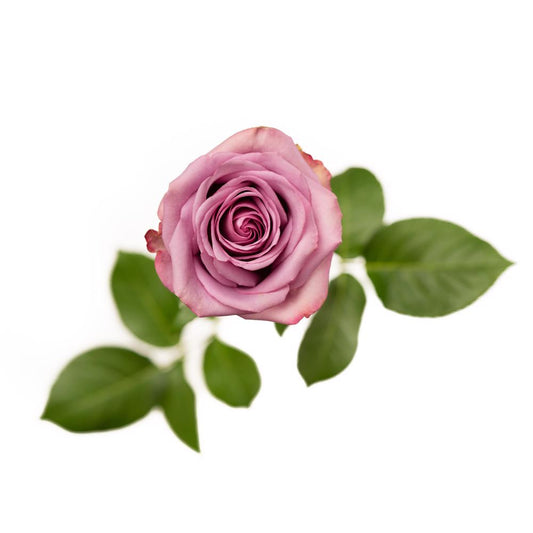 Cool Water - 25 stem bunch