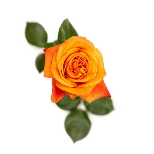 Copacabana - 25 stem bunch