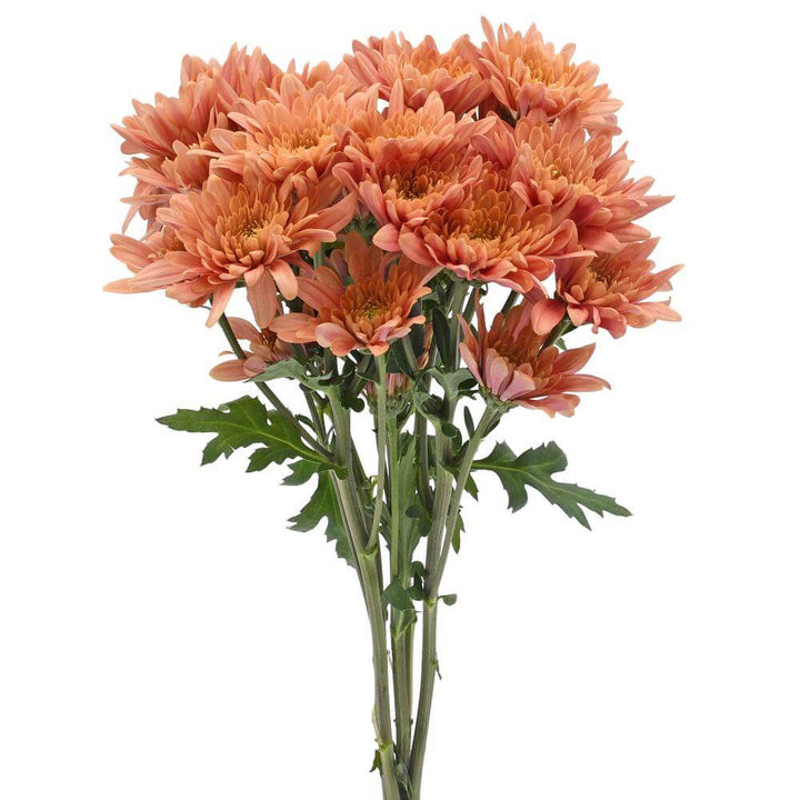 Coral Cushion Pom - 7 stem bunch
