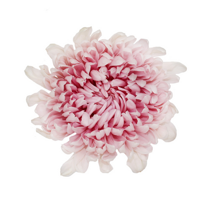 Cremone Gabriela - 10 stem bunch