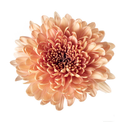 Cremone Linette - 10 stem bunch