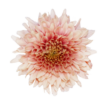 Cremone Romencero - 10 stem bunch