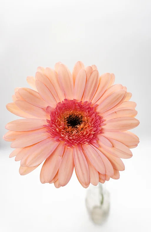 Gerbera Light Pink - 10 stem bunch