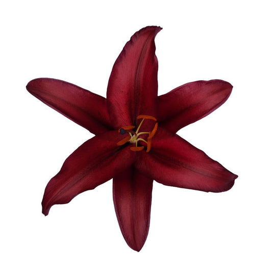 Oriental Lilly Firebolt - 10 stem bunch