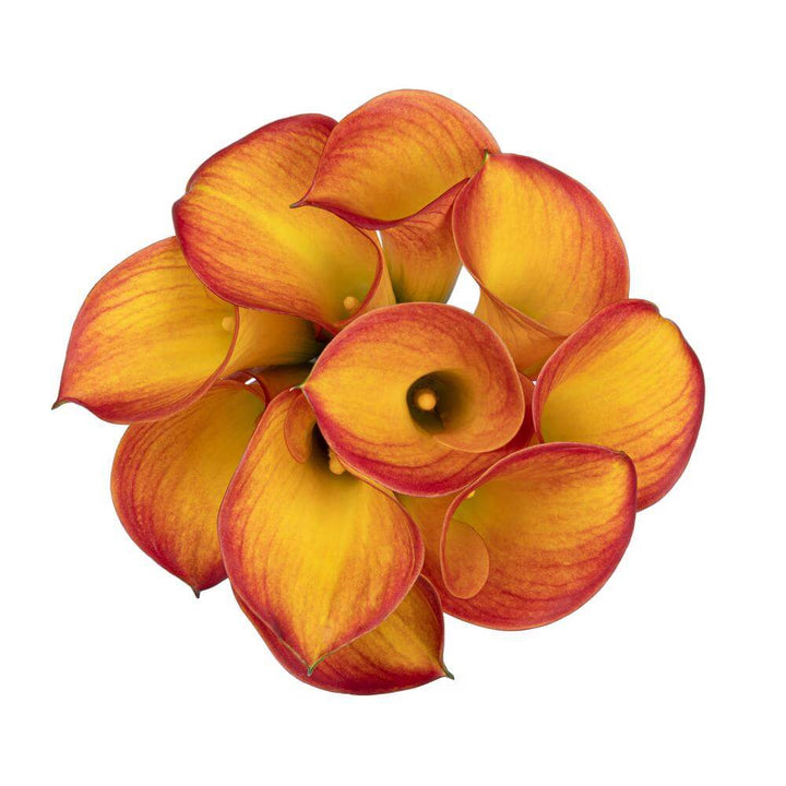 Mini Calla Lillies Flame - 10 stem bunch
