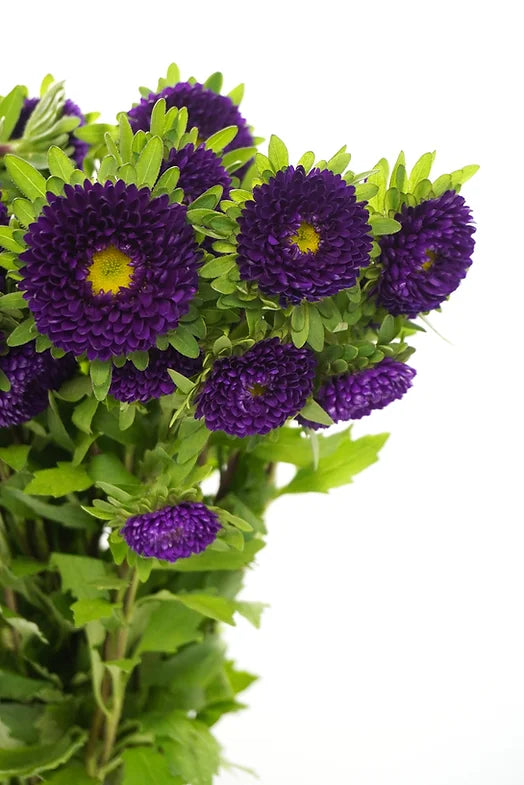 Matsumoto Purple - 10 stem bunch