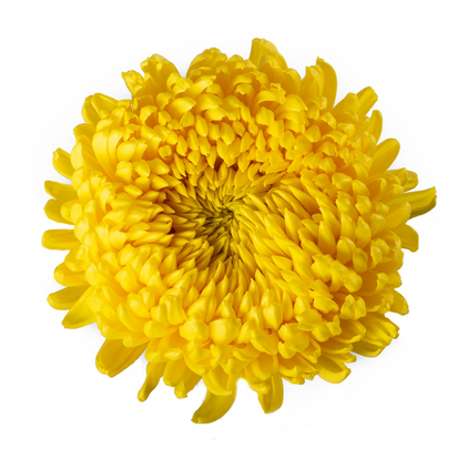 Football Yellow - 10 stem bunch