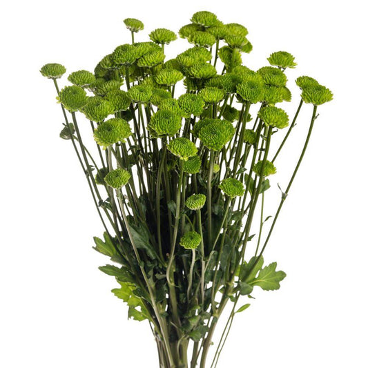 Green Button Pom - 7 stem bunch