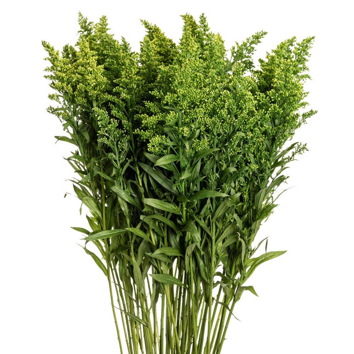 Solidago Green - 10 stem bunch