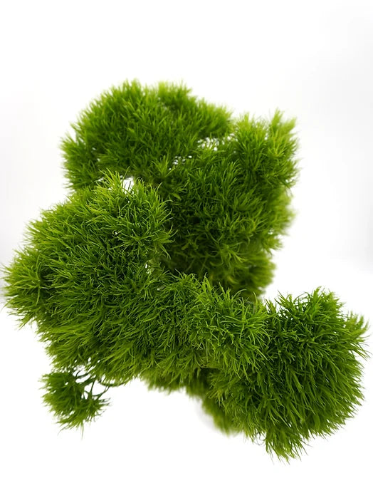 Green Trix - 10 stem bunch