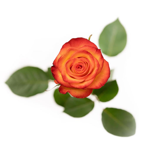 High and Magic - 25 stem bunch