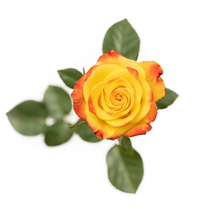 High and Yellow Magic - 25 stem bunch