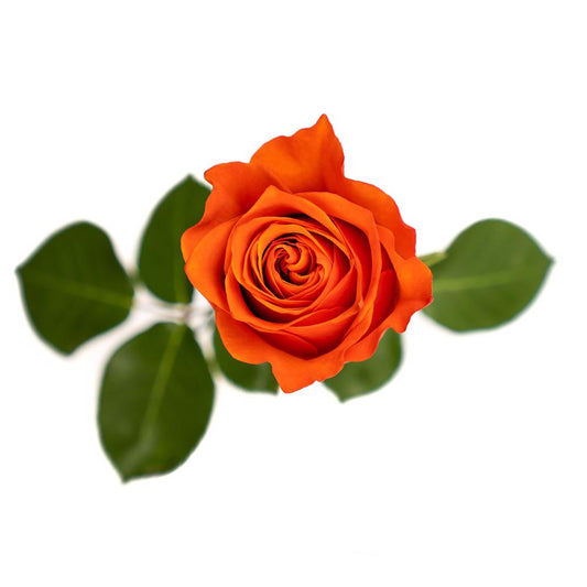 Hilux - 25 stem bunch