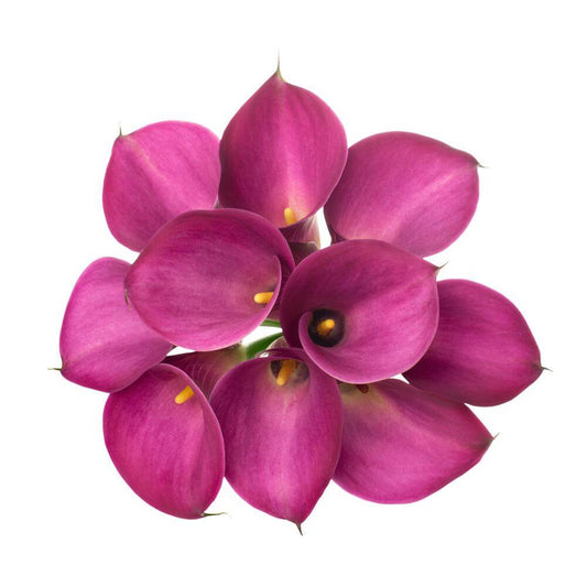 Calla Lillies Hot Pink - 10 stem bunch