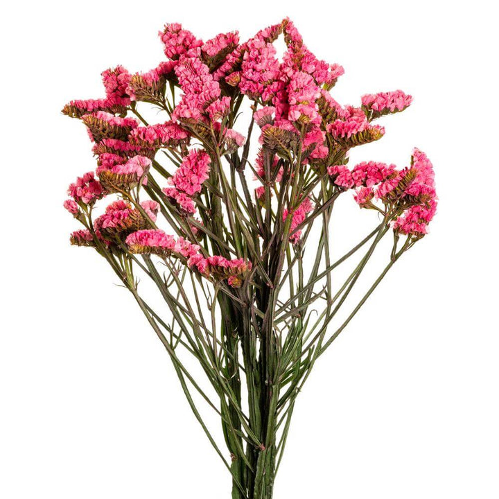Statice Hot Pink - 10 stem bunch