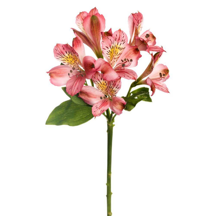 Alstroemeria Hot Pink - 10 stem bunch